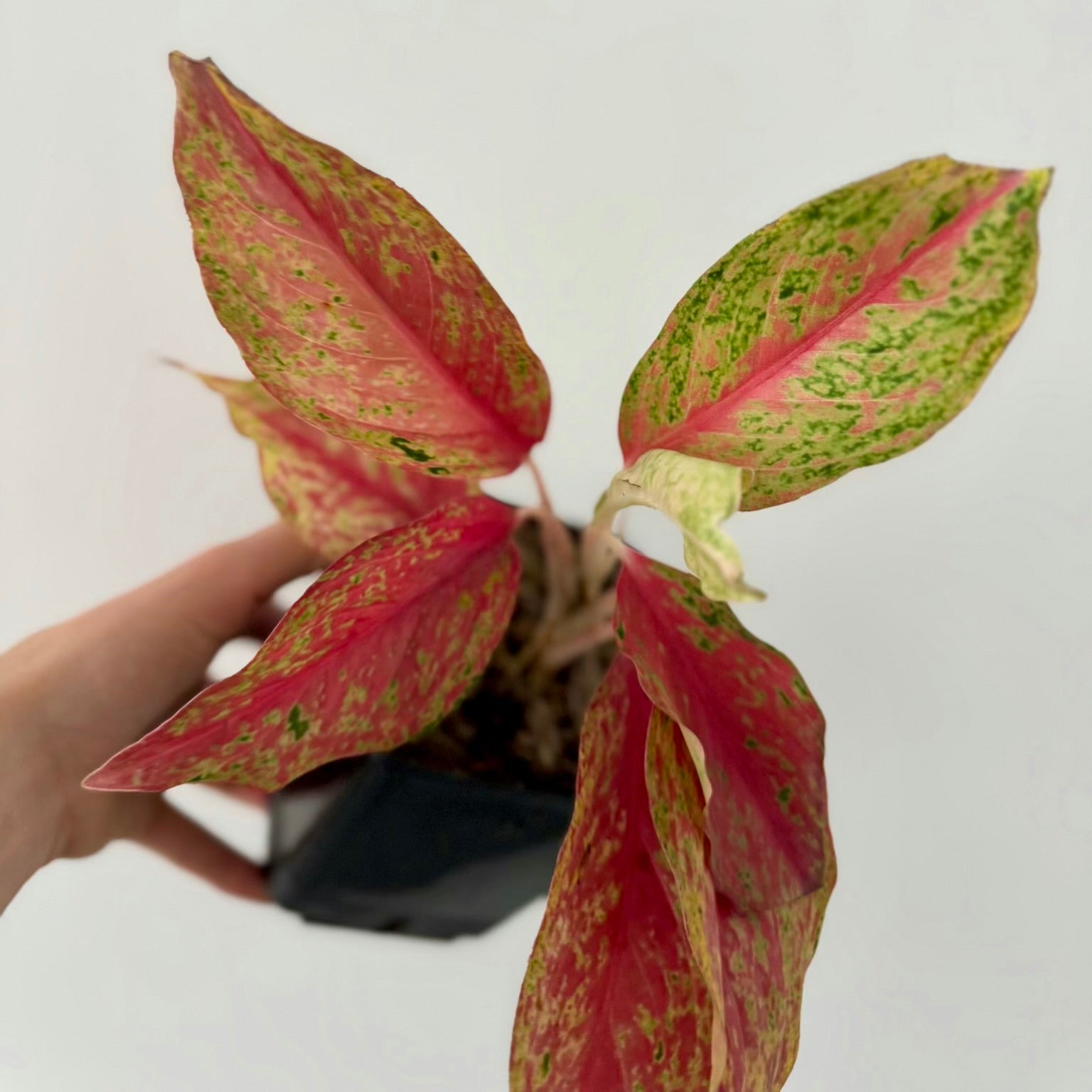Aglaonema Lemoon Green and White Plants