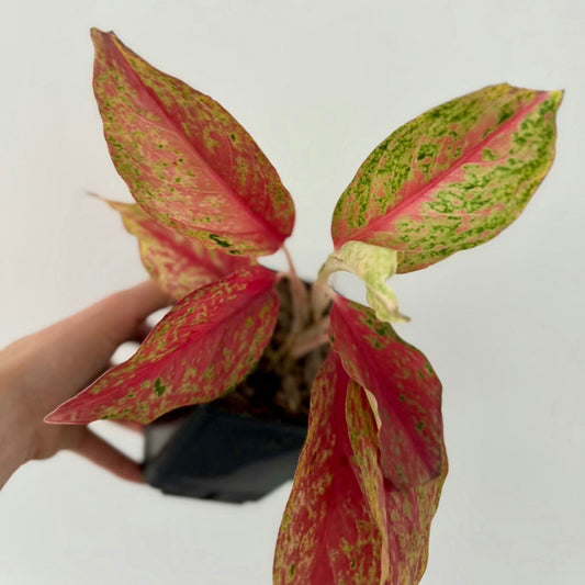 Aglaonema Lemoon Green and White Plants