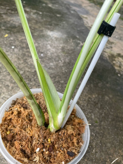 Monstera Deliciosa White Lava - Delivery 15 days