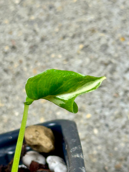 Alocasia Cucullata Crinkless Albo