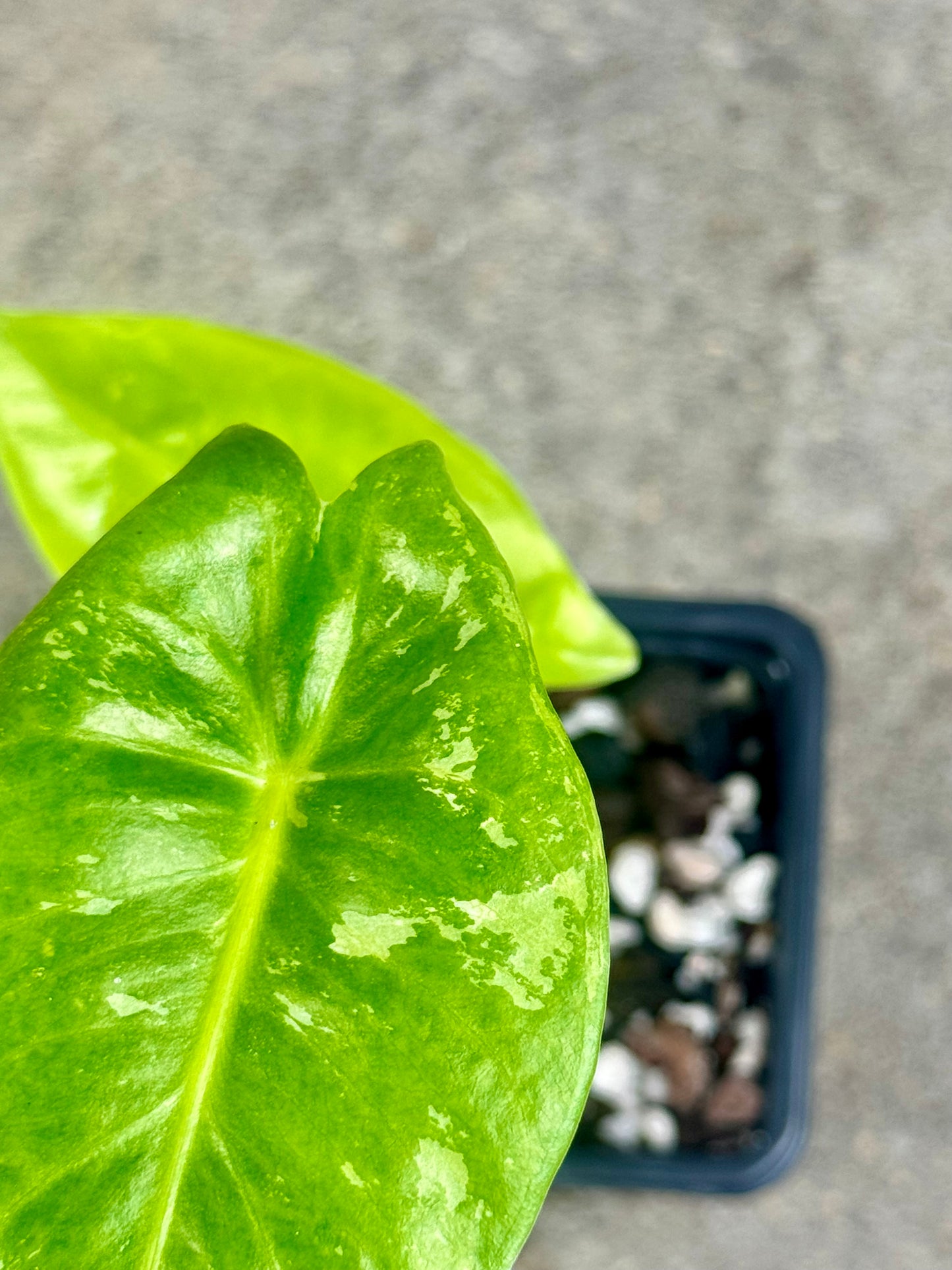 Alocasia Longiloba Albo, Pink Back Mutation
