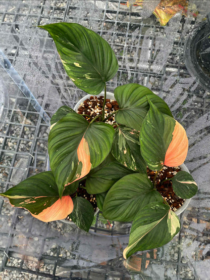 Homalomena Chan Nak Pink Variegata - Livraison 30 jours