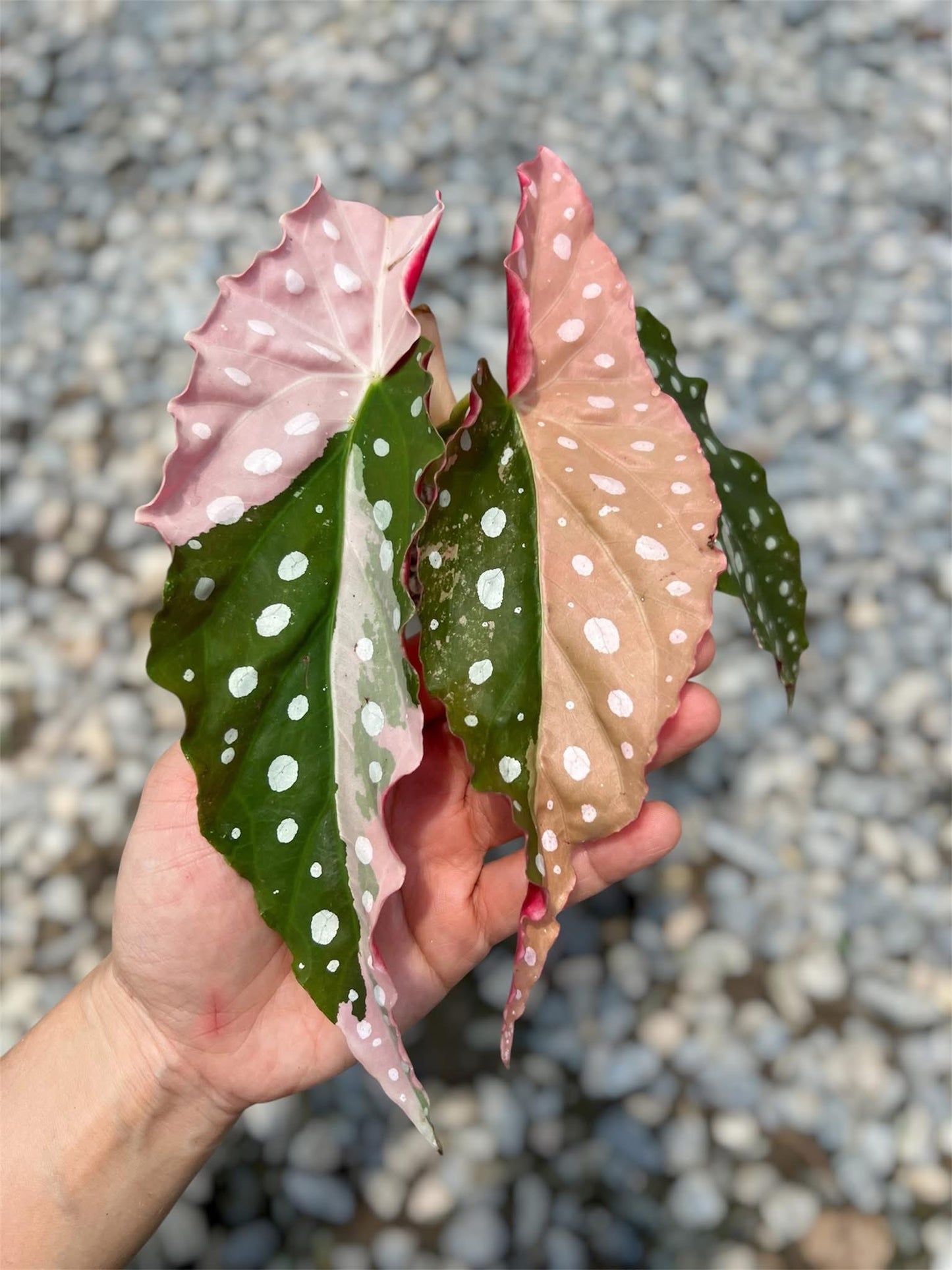 Begonia Maculata Pink