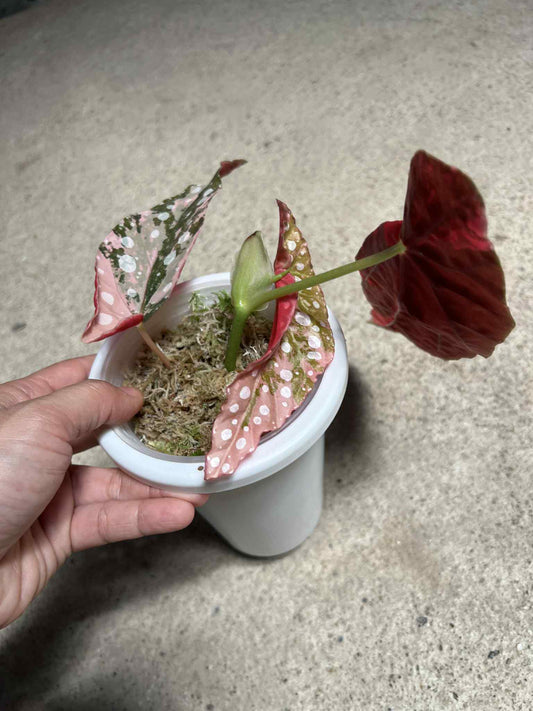Begonia Maculata Pink Variegata
