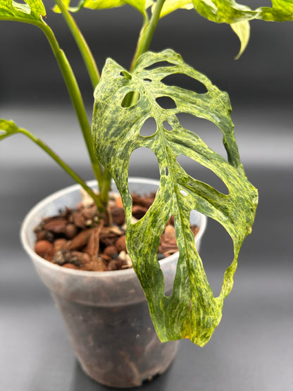 Monstera ssp. Laniata Mottled Variegata Green and White Plants