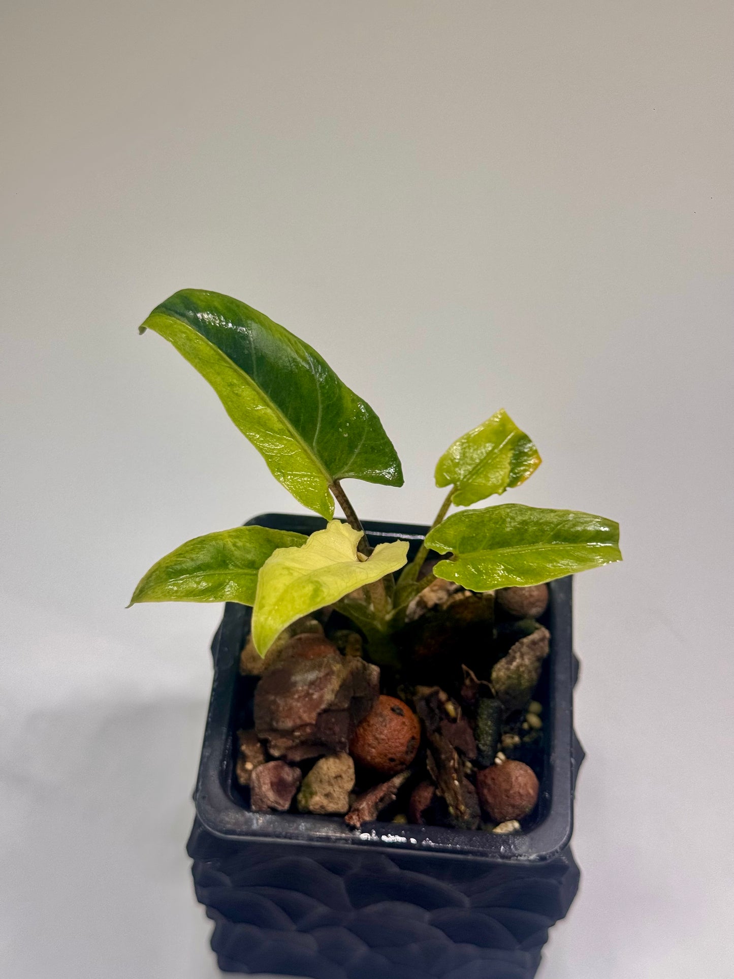 Alocasia Lauterbachiana Mint