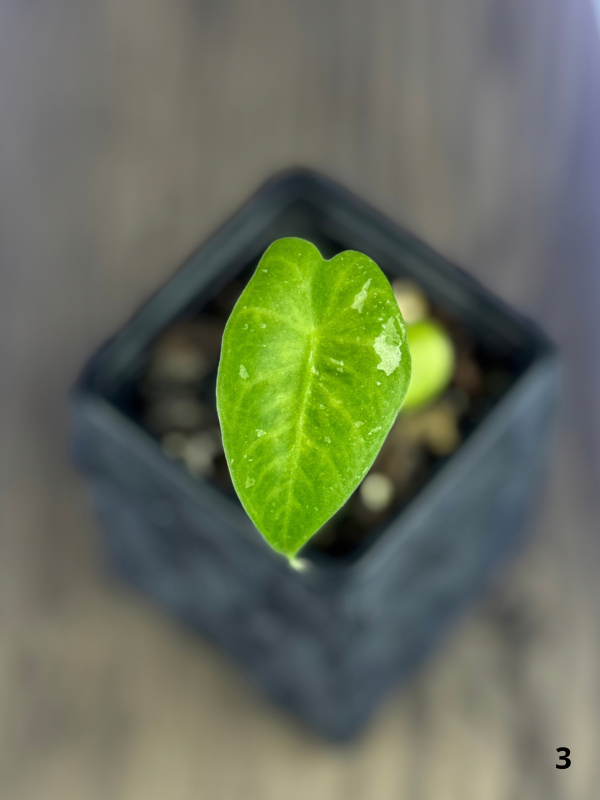 Alocasia Longiloba Mint Lava