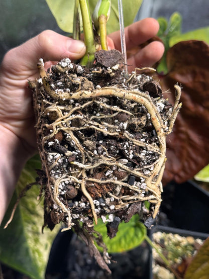 Substrat Monstera Professionnel (5L)