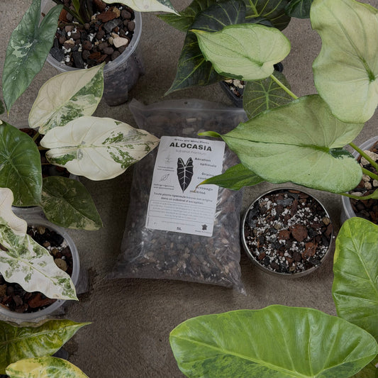Substrat Alocasia Professionnel