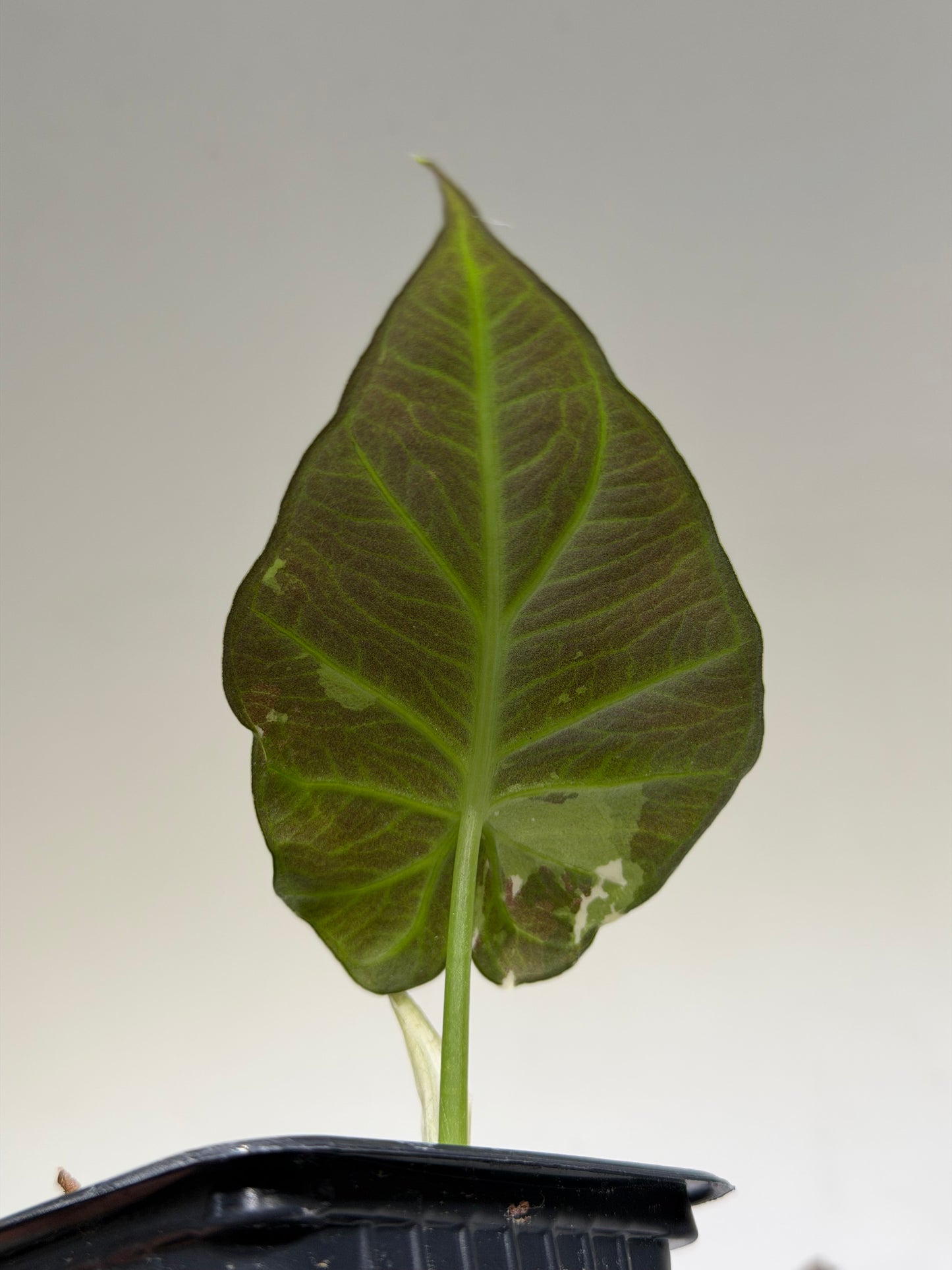 Alocasia Regal Shield Albo Variegata
