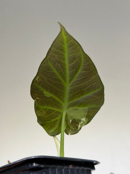 Alocasia Regal Shield Albo Variegata