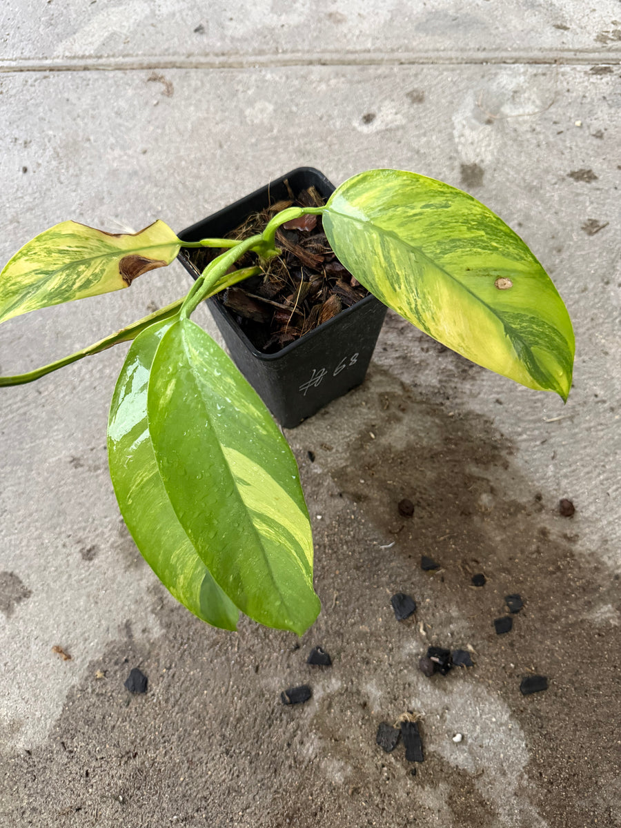 Epipremnum Giganteum Aurea Var