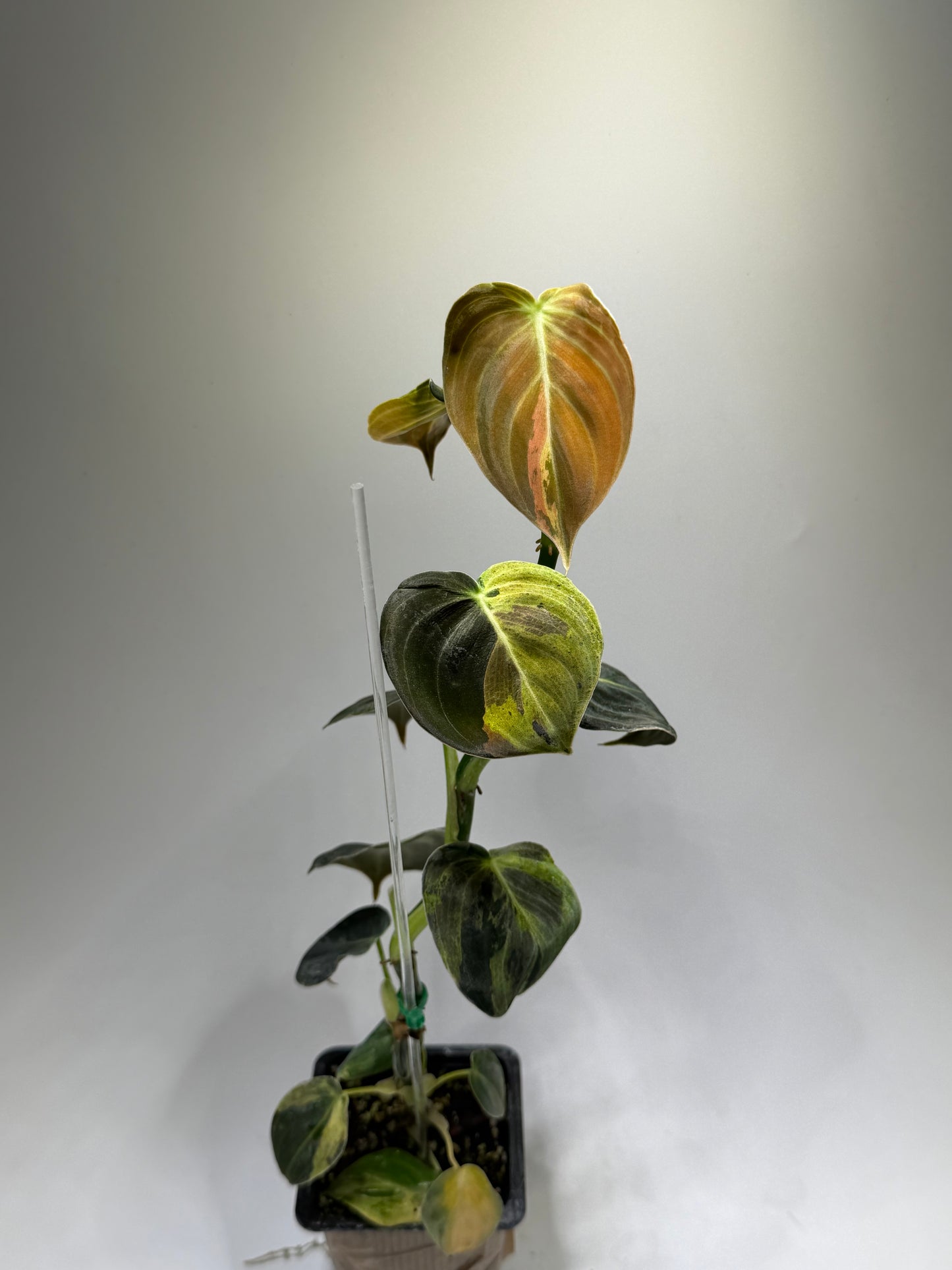 Philodendron Melanochrysum Variegata