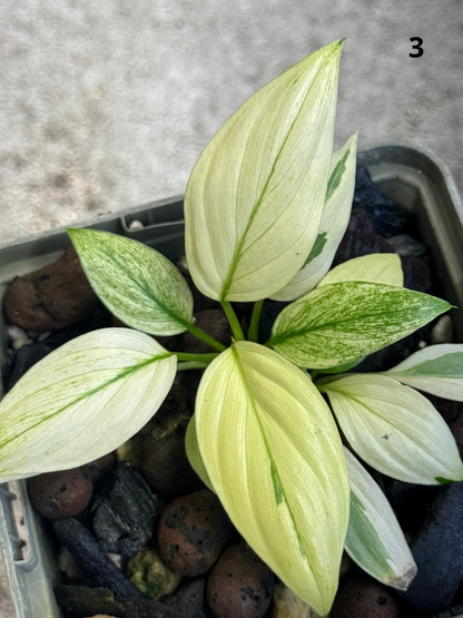 Homalomena Full Mint