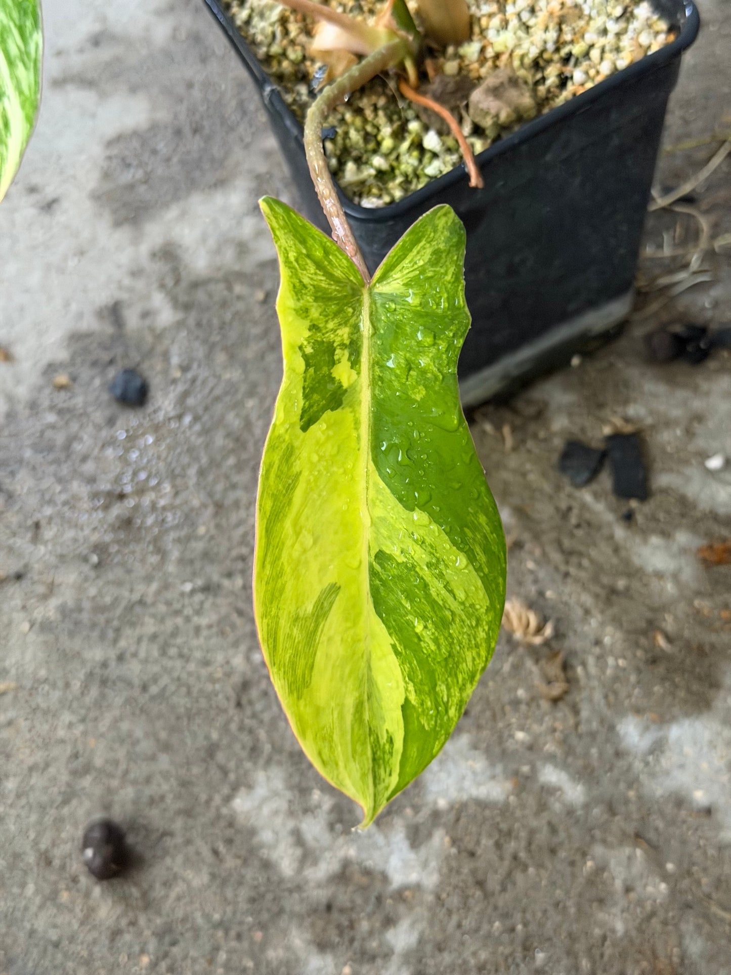 Philodendron Florida Beauty x Mayoï Variegata