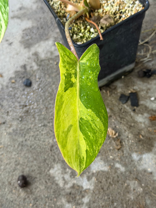 Philodendron Florida Beauty x Mayoï Variegata