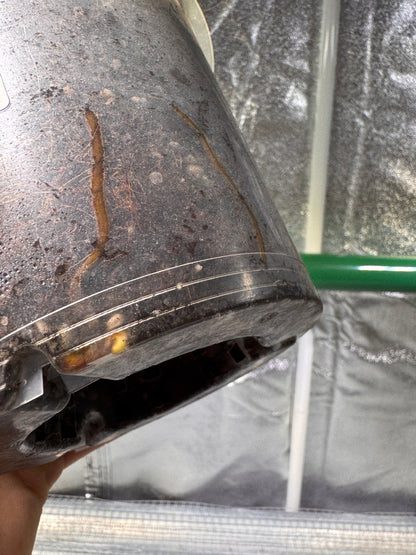 Epipremnun Pinnatum Gold Flame Variegata