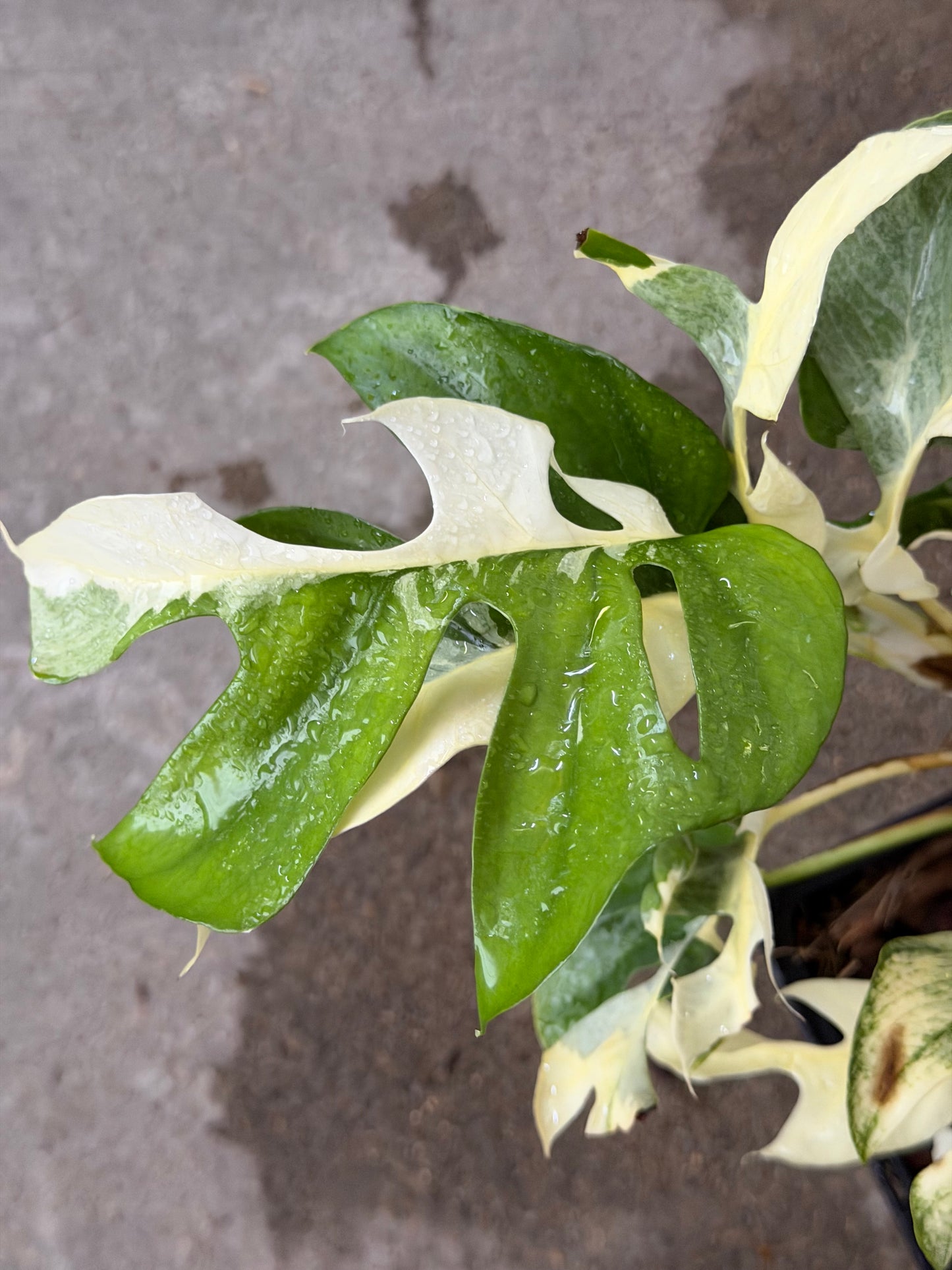 Raphidophora Ginny White Monster