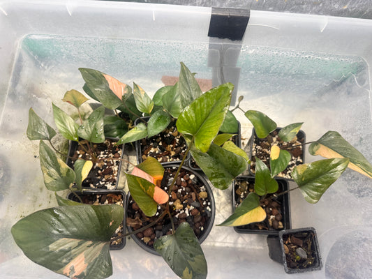 Homalomena cf. Aromatica « Pink Diamond »