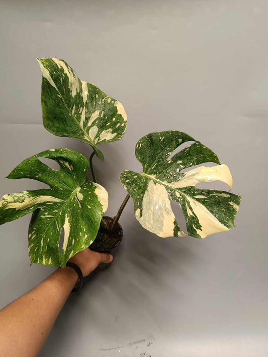 Monstera Deliciosa Ivory - Précommande Green and White Plants