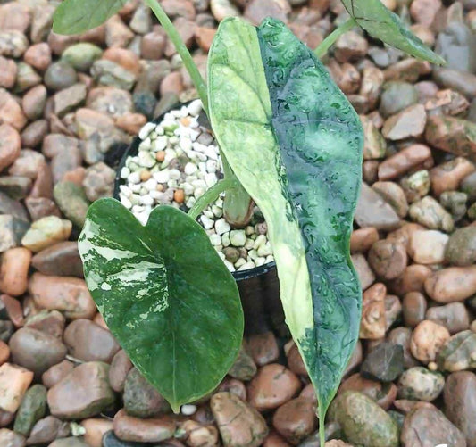 Alocasia Dragon Scale Albo - Sur Mesure