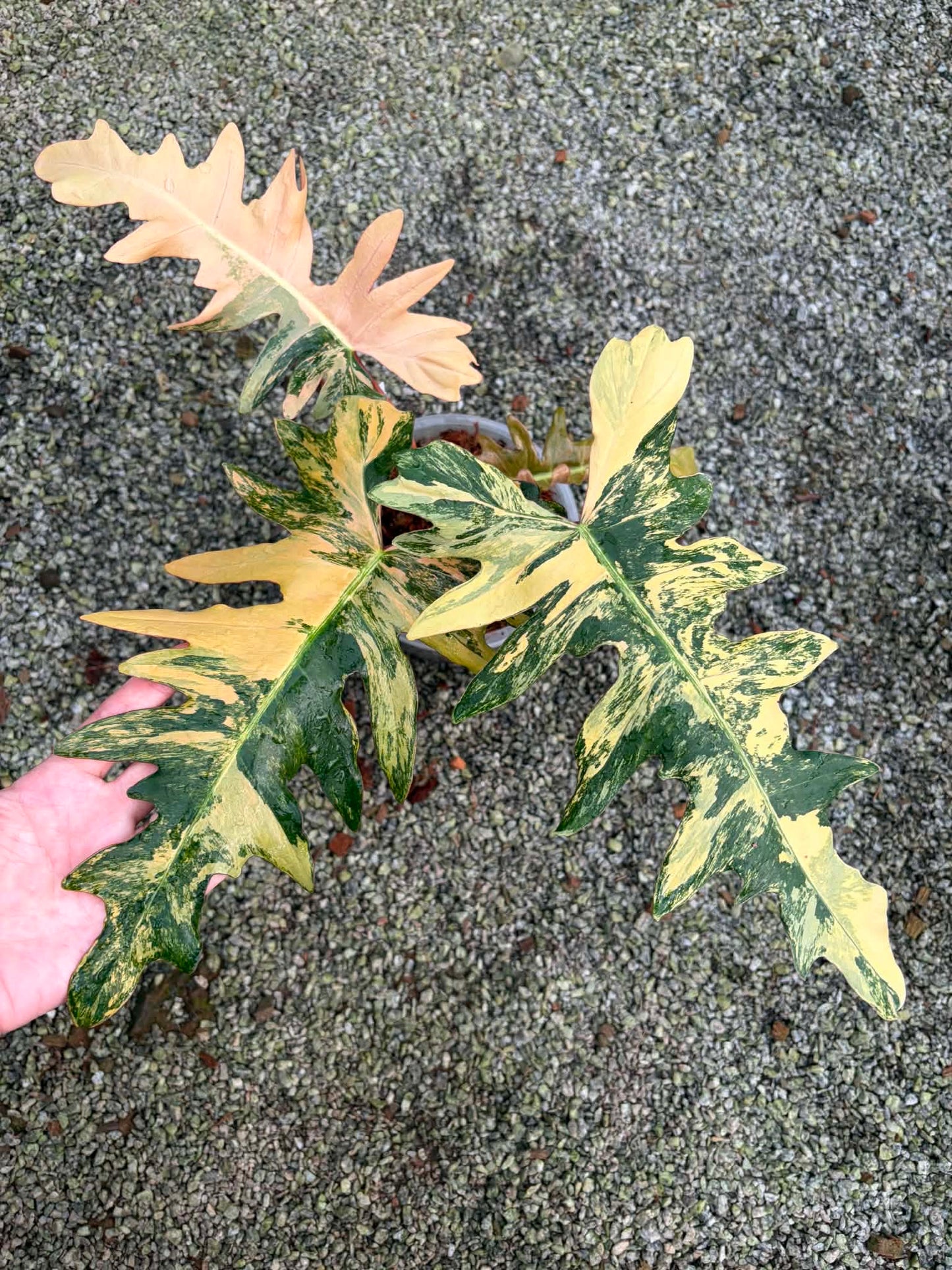 Philodendron Solene