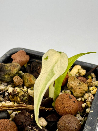 Alocasia Cuculatta « Wagyu » Albo Variegata