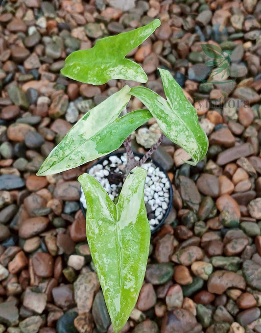 Alocasia Azlanii / Zebrina Aurea / Black Velvet Albo Pink - Sur Mesure