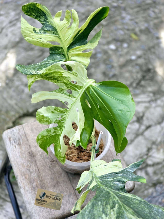 Monstera Deliciosa Ocean Mint Lava  - Sur Mesure