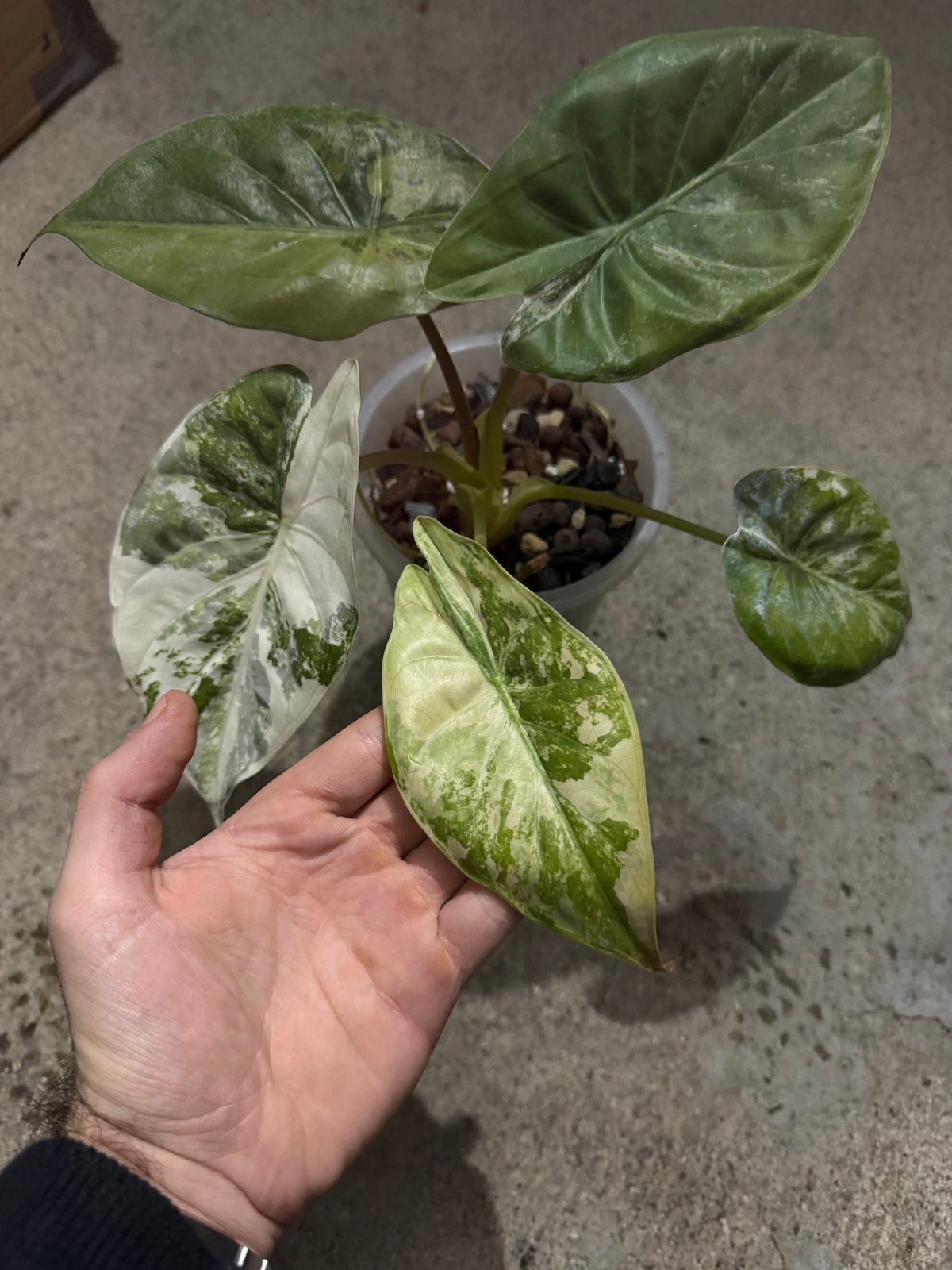 Alocasia Wentii Pink