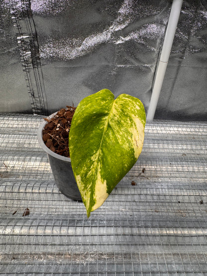 Epipremnun Pinnatum Gold Flame Variegata