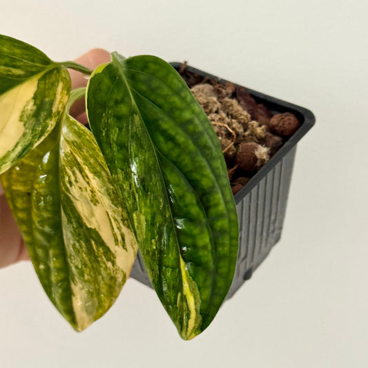 Monstera Karstenianum Peru Variegata Green and White Plants