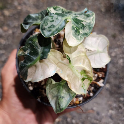 Alocasia Balloon Heart Albo/Pink Green and White Plants