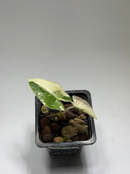 Alocasia Macrorrhizos sp. Albo