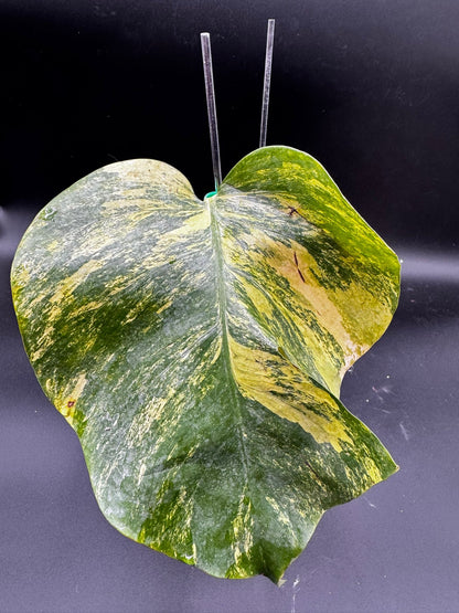 Monstera Aurea Variegata