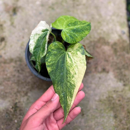 Anthurium Pedatoradiatum aurea x crystallinum