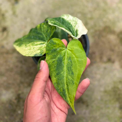 Anthurium Pedatoradiatum aurea x crystallinum