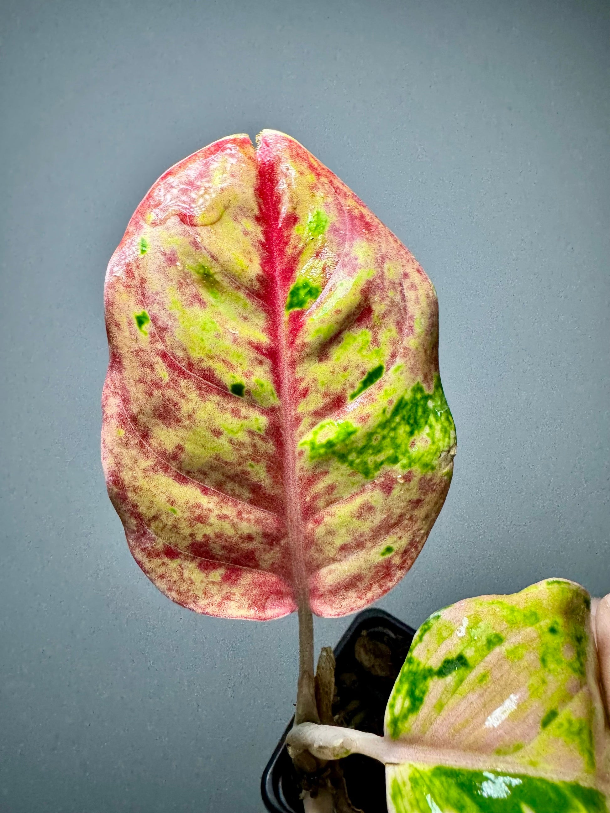 Lot Enchère Aglaonema Kumlaingoenkumlaithong / Setthee / Amazon Green and White Plants