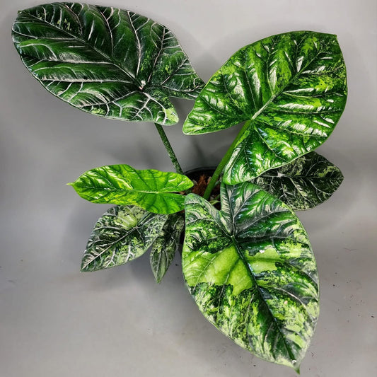 Alocasia Sinuata Aurea Variegata - Précommande Green and White Plants