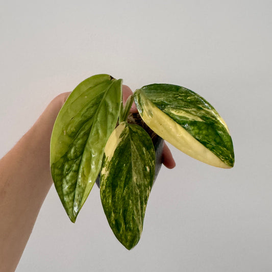 Monstera Karstenianum Peru Variegata Green and White Plants