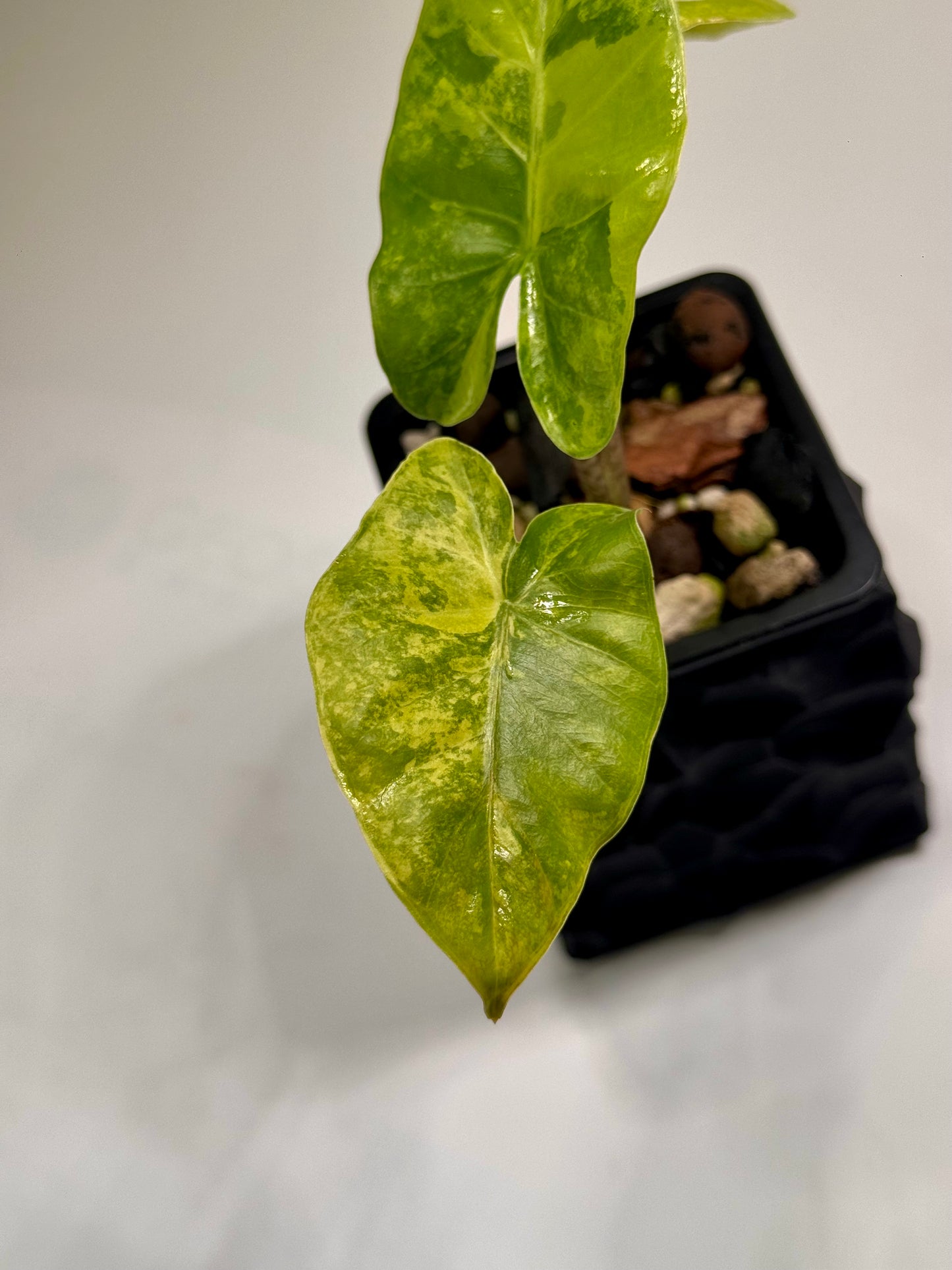 Alocasia Macrorrhizos Aracea Sp. Borneo Aurea