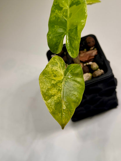 Alocasia Macrorrhizos Aracea Sp. Borneo Aurea