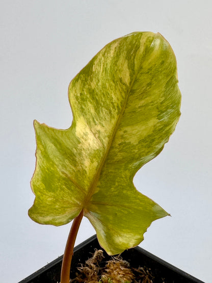 Philodendron Florida Beauty x Mayoi Variegata