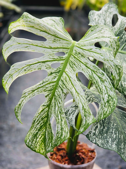 Monstera Devil Monster