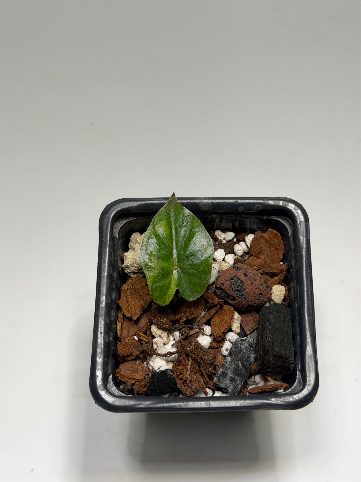 Alocasia Yucatan Tricolor Pink