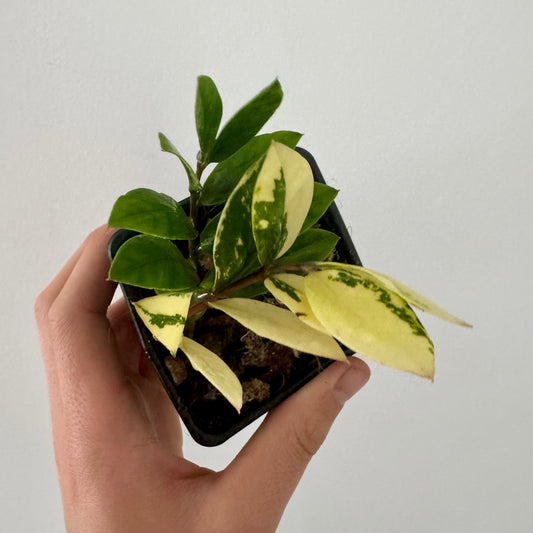 Zamioculcas Zamiifolia Variegata Halfmoon Green and White Plants