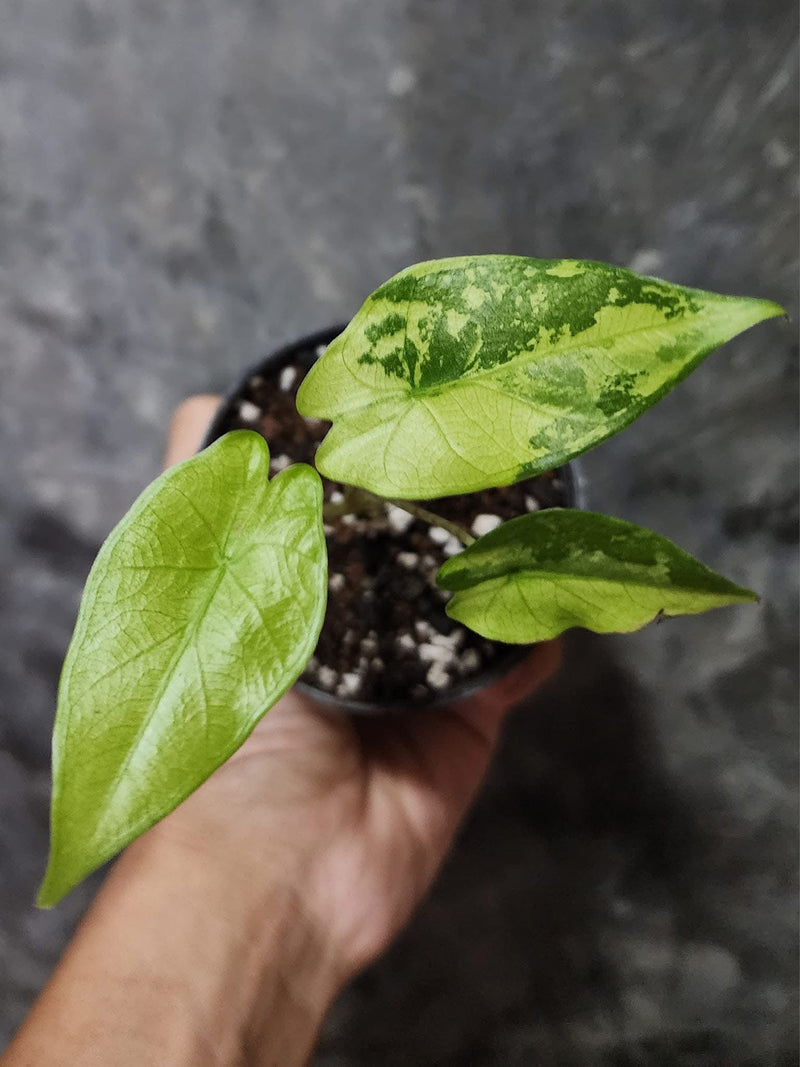 Alocasia Flemingiana Aurea Variegata - Pre-order