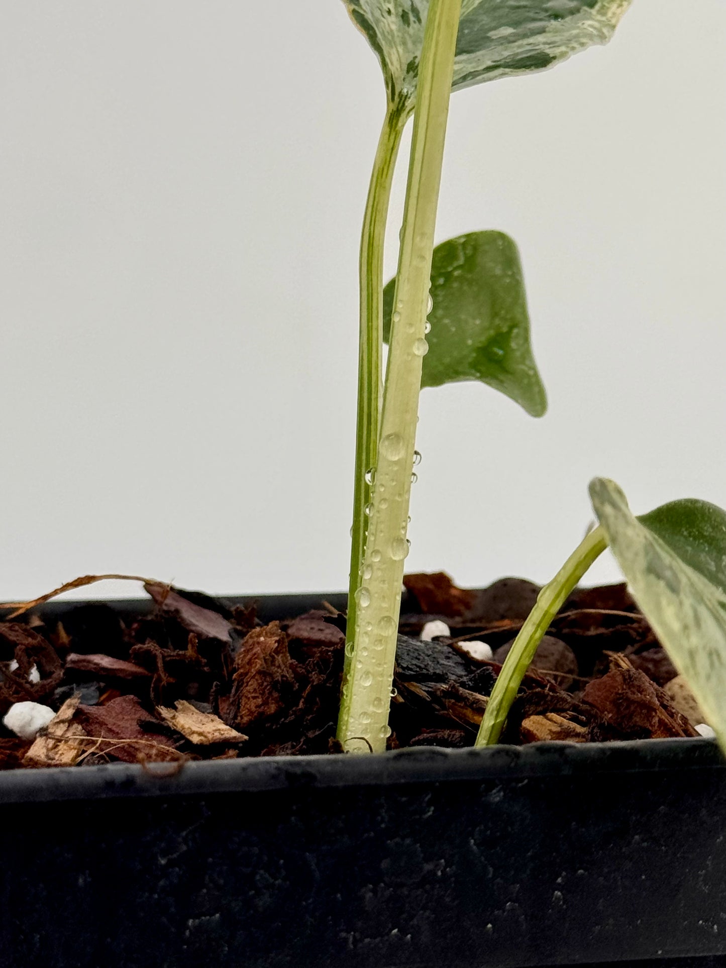 Substrat Tissue Culture Professionnel