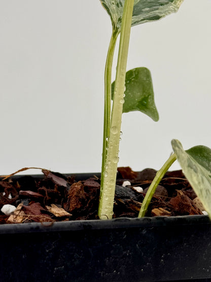 Substrat Tissue Culture Professionnel