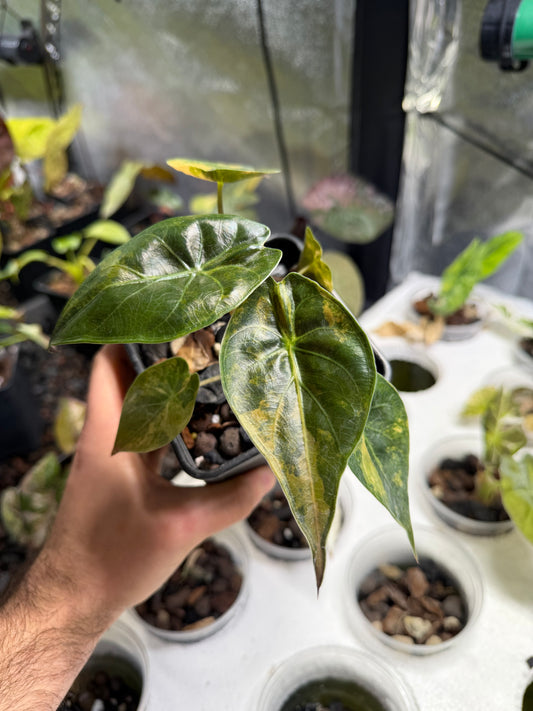 Alocasia Wentii Aurea